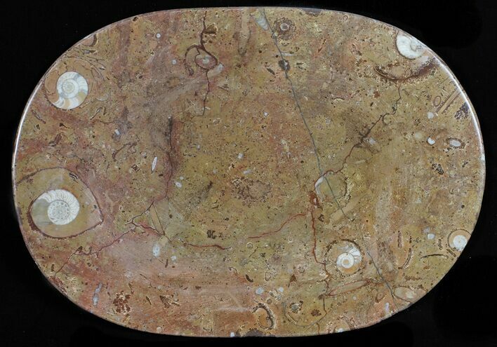 / Fossil Orthoceras & Goniatite Plate - Stoneware #58574